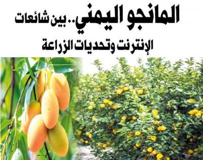 المانجو اليمني.. بين شائعات الإنترنت وتحديات الزراعة	 